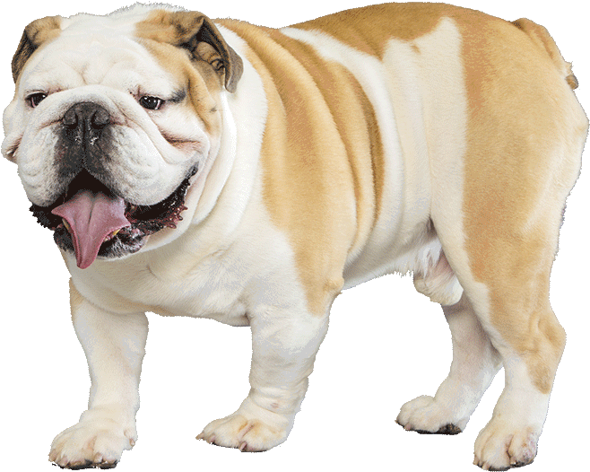 Bulldog - English Bulldog Transparent (1170x780), Png Download
