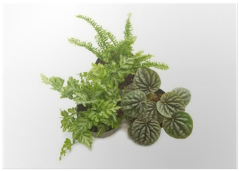 House Plants With Green Leaves In Pot Poster • Pixers® - Indoor Plants Top View (400x400), Png Download