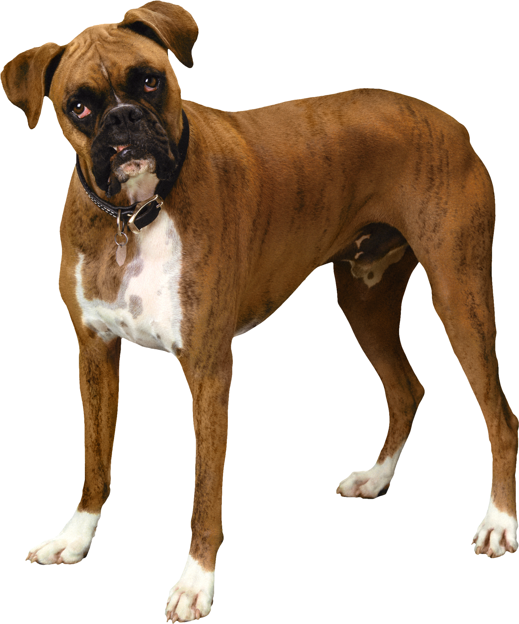 Download Brown Png Best Web Bulldog Png Full Size Png Image Pngkit