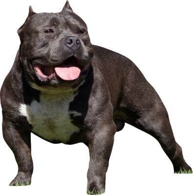 Pitbull Puppy Png Download - Bully Dog Transparent (395x400), Png Download