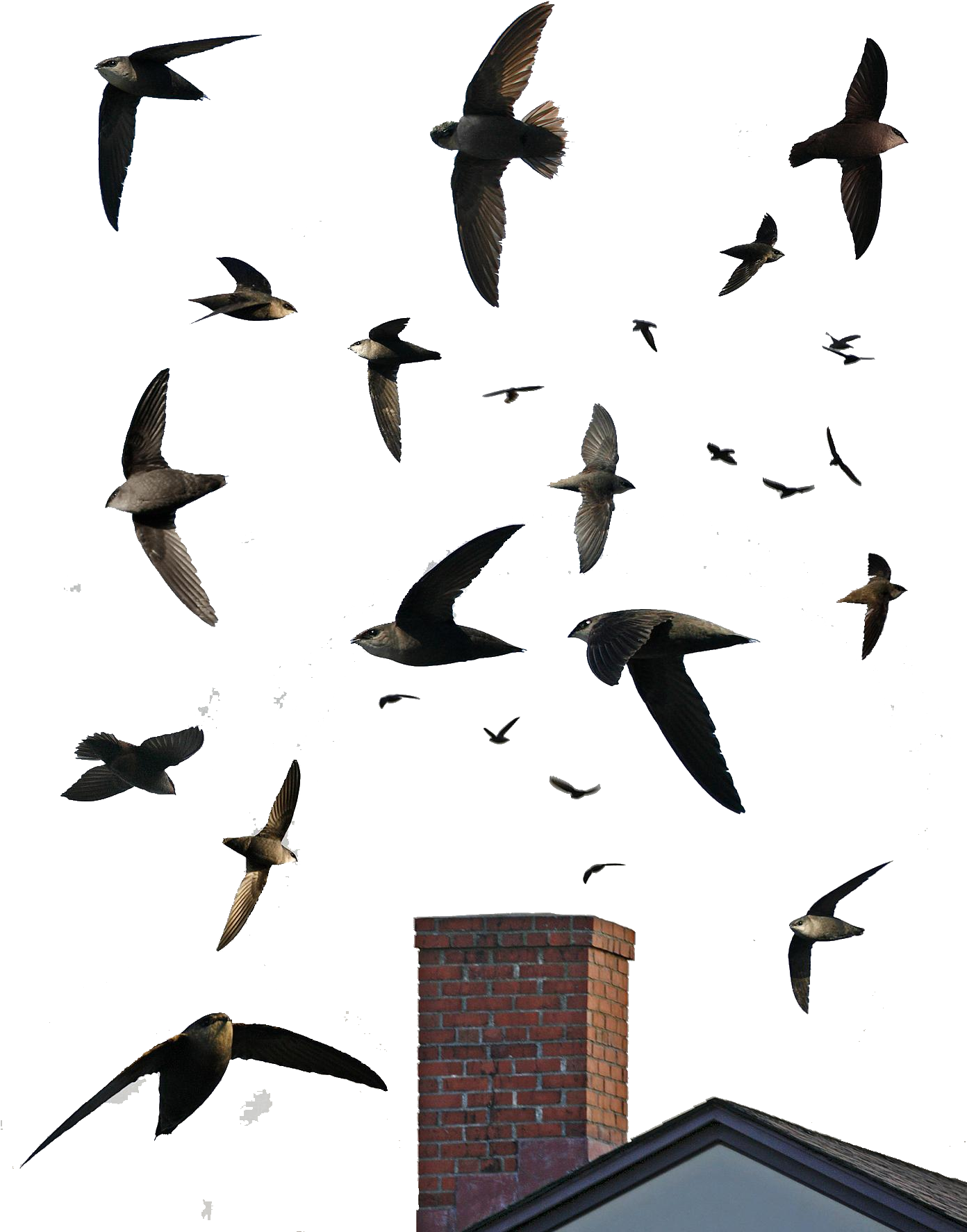 American Needletail/chaetura - Chimney Swift (1391x1800), Png Download