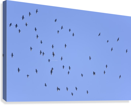 Flock Of Geese 1 Canvas Print - Flock (429x344), Png Download