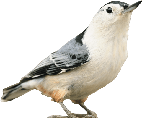 Kaytee Wild Bird - Oben Mit Vögeln Ist Kaffeetasse (633x719), Png Download