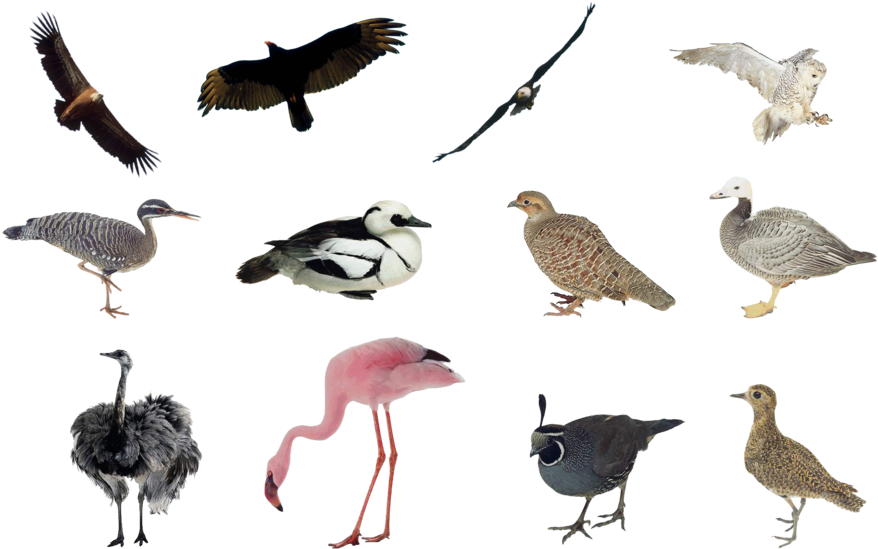 Birds Png Set By Mossi889 - Birds Collage Png (900x563), Png Download