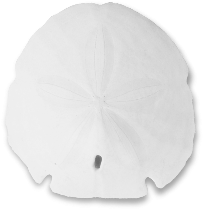 Sand Dollar Png - Christmas Tree (1185x1171), Png Download