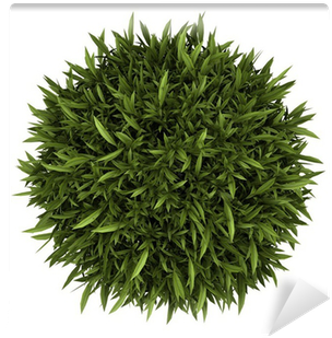 Top View Of Orange Tree In Pot Isolated On White - Plant Top View Png (400x400), Png Download