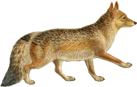 Dogs, Jackals, Wolves, And Foxes - Jackal Png (456x295), Png Download