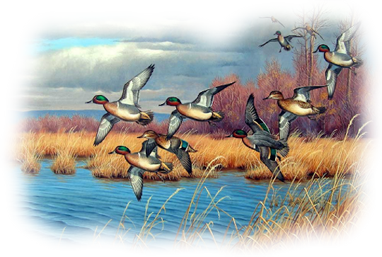 Bd-39 - Duck Season Throw Blanket (540x363), Png Download
