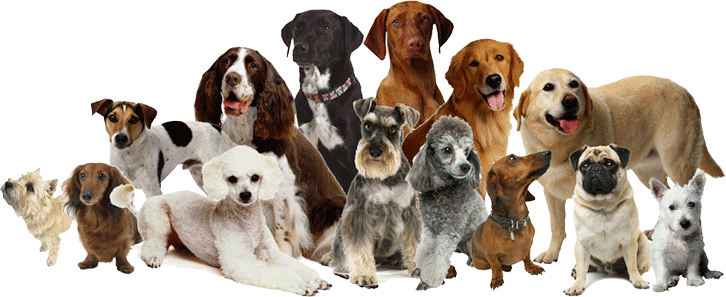 Dogs - Ourpets Store-n- Feed Adjustable Raised Dog Bowl Feeder (726x297), Png Download