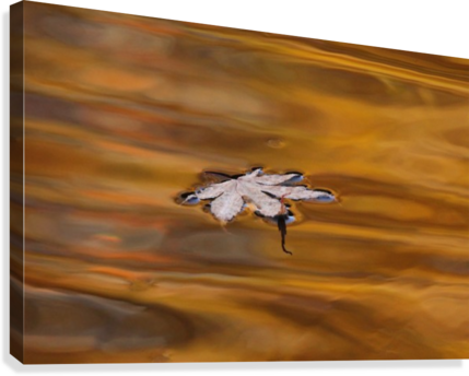 Autumn Drift Canvas Print - Picture Frame (429x344), Png Download
