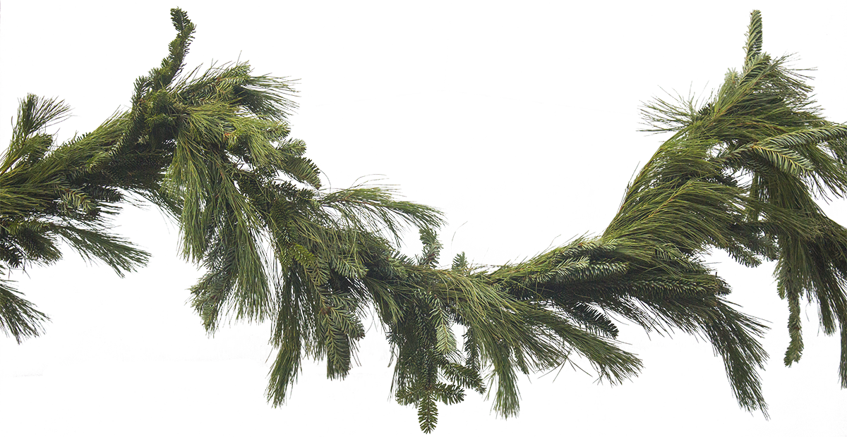 Download Transparent Garland Png Picture Library Stock Evergreen Garland Png Full Size Png Image Pngkit