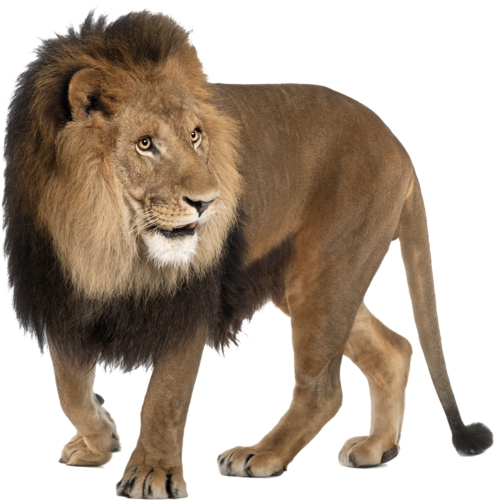 Angry Lion Png Images - Png Image Lion Hd (494x500), Png Download
