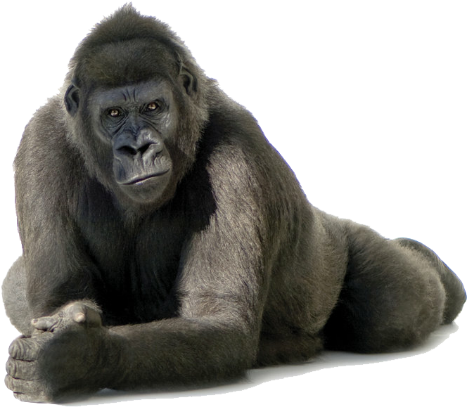 Png Pic - Gorilla Transparent (700x620), Png Download