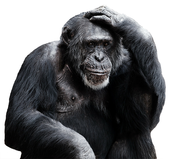 Monkey Png - Mondays Should Be Optional (576x533), Png Download