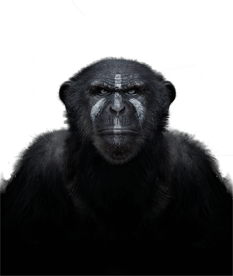 Chimpanzee (920x1086), Png Download