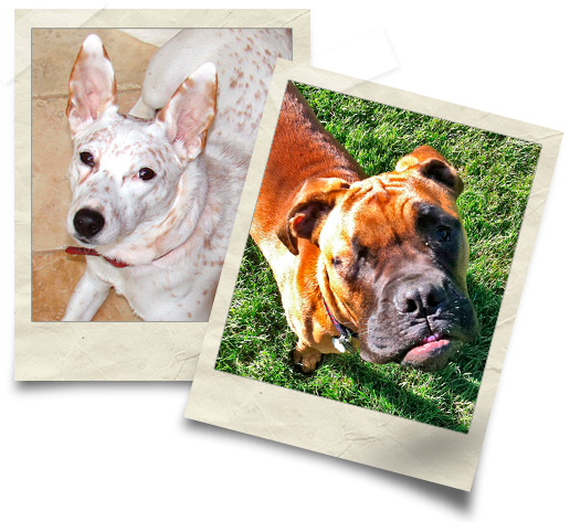 Polaroid Picture Of Emilie's Dogs - Dog (516x473), Png Download