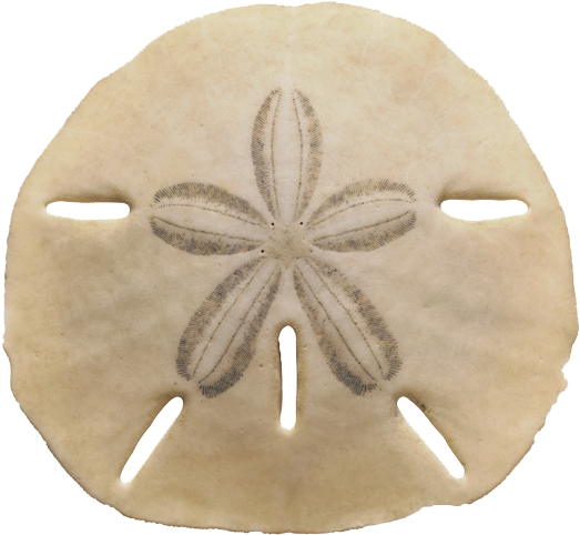 Echinarachnius Parma Sea Urchin The Sand Dollar Seashell - Sand Dollar 1 Round Coaster (591x591), Png Download