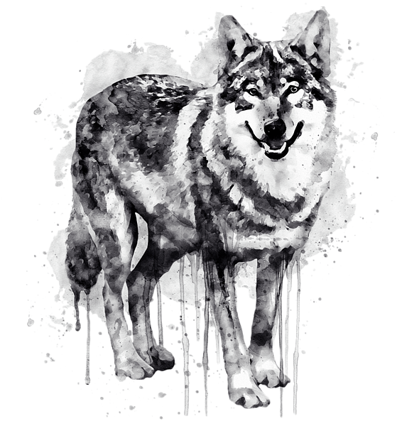 Bleed Area May Not Be Visible - Wolf Watercolor Black And White (600x600), Png Download