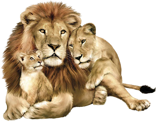 Lions Images - Animals Png (659x522), Png Download