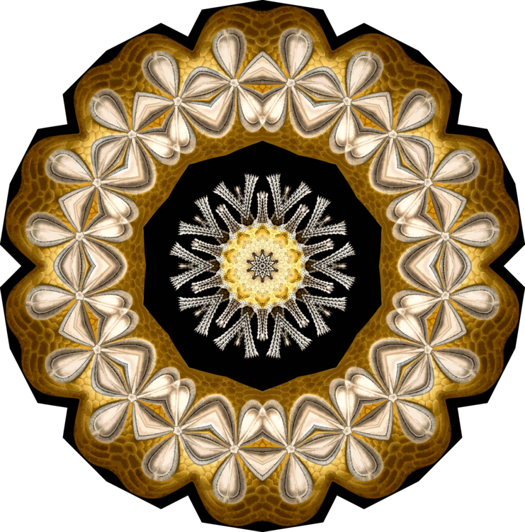 Computer Icons Echinidea Sand Dollar Symmetry Silhouette (741x750), Png Download