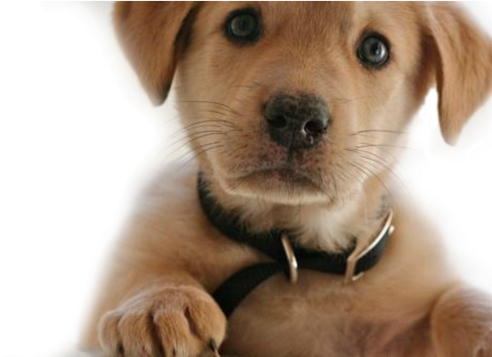 Vitahound Dog Supplements For Growing Dogs - Png Format Dogs Png (500x334), Png Download