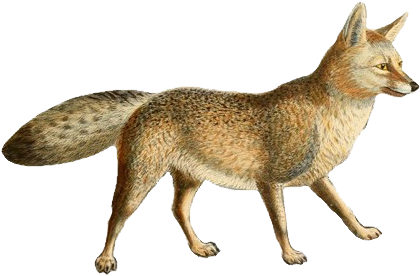 Dogs, Jackals, Wolves, And Foxes - Foxes Jackals Coyotes Wolves Dogs (445x288), Png Download