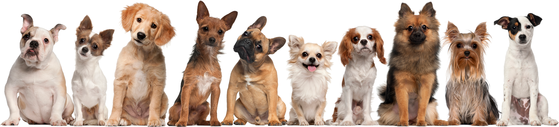 Have A Read To Brighten Your Day Enjoy Testimonials - Transparent Background Puppies Png (1920x490), Png Download