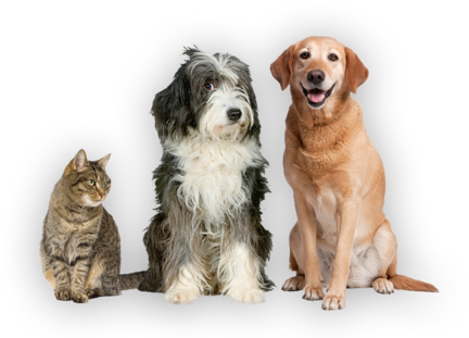 Dogs (1000x325), Png Download
