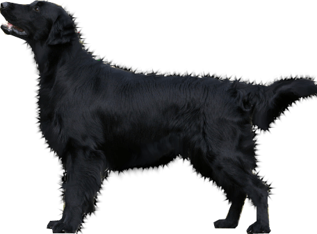 Dog Png Image Picture Download Dogs Png Image - Black Dog No Background (456x337), Png Download