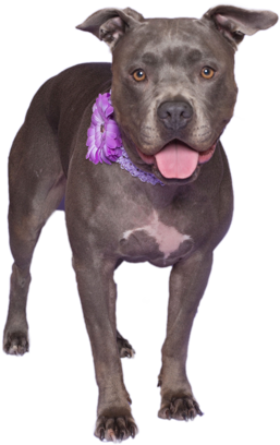 Abandoned Dog Png Download Image - American Pit Bull Terrier (480x491), Png Download