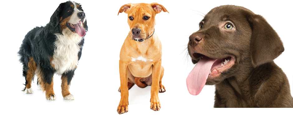 Meet Our Dogs - Dog (939x386), Png Download