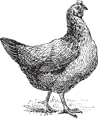 Scarlet Hen (332x400), Png Download