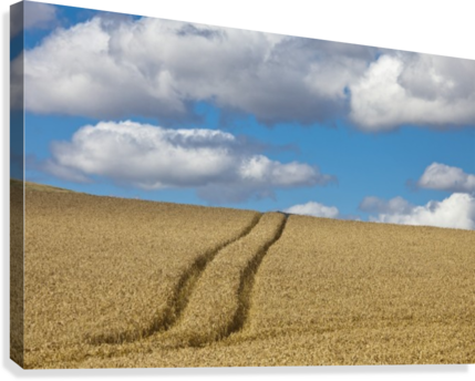 Tire Tracks In A Wheat Field - Posterazzi Tire Tracks In A Wheat Field Scottish Borders (429x344), Png Download