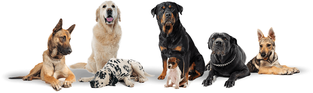 3 - Group Of Dogs Transparent Background (1170x438), Png Download