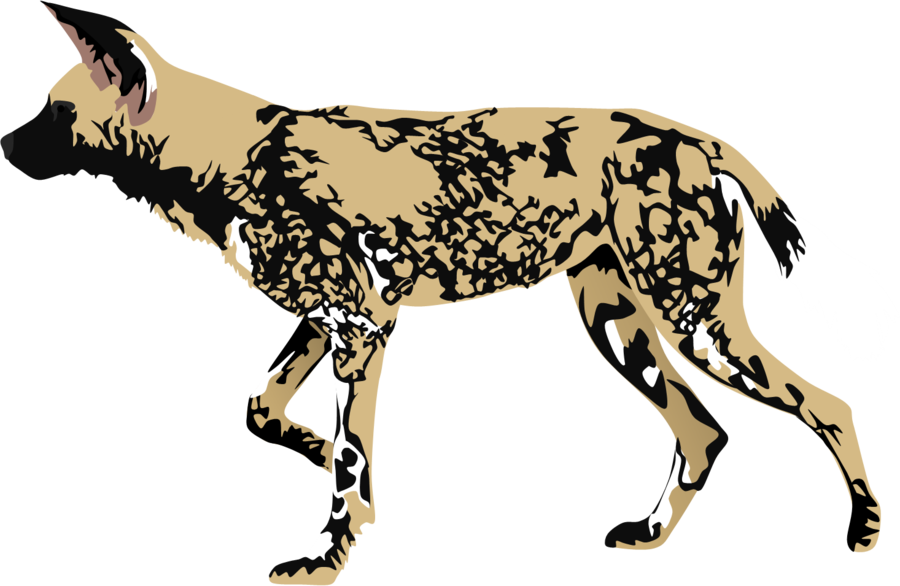 African Wild Dog Mzt2-d55lh3o - African Wild Dog Clipart (900x586), Png Download