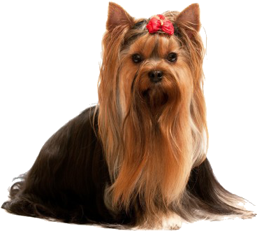 Dogs' Own Grooming Salon Is Northern Colorado's Most - Yorkshire Terrier (400x400), Png Download