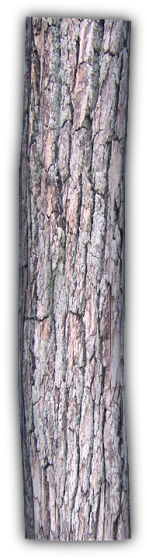 249k Decaying Log 06 Feb 2009 - Wood (212x595), Png Download
