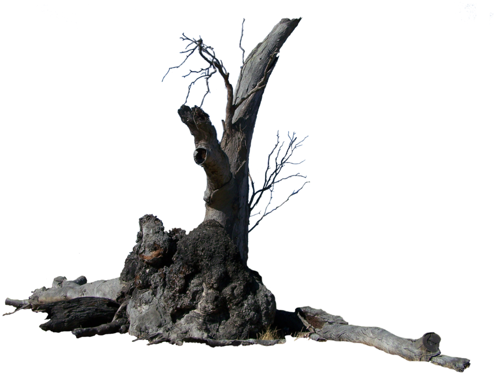 Lightning Tree Precut By Stockopedia D4rvisp - Tree Trunk Png Transparent (1031x775), Png Download