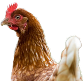 All Our Freshfields Free Range Eggs Are Produced From - Rooster (350x350), Png Download