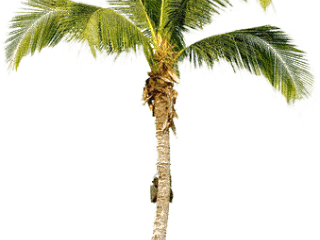 Palm Tree Png Transparent Images - Real Palm Tree Png (640x480), Png Download