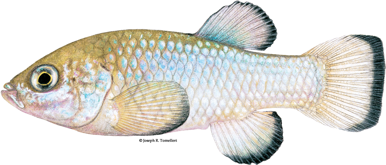 Endangered Species In Nevada (1256x551), Png Download