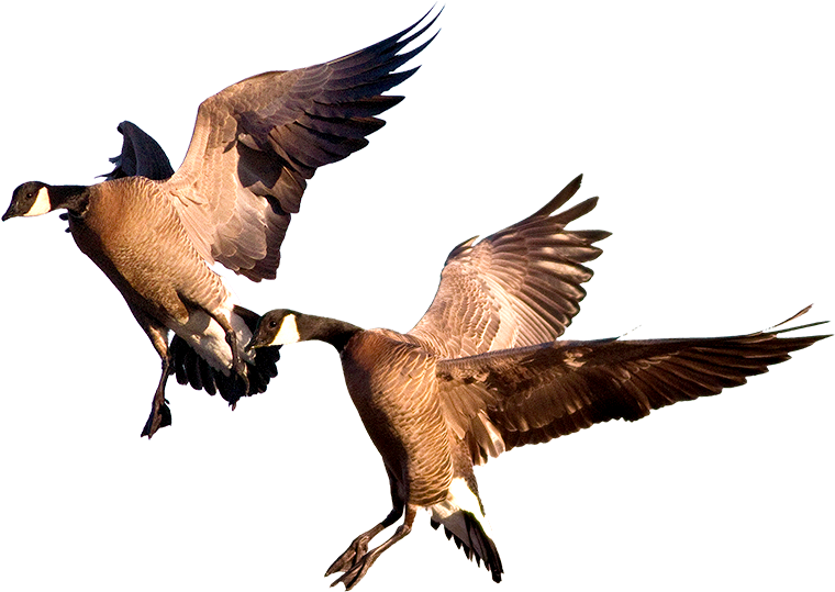 Goose Hunts - Duck (800x538), Png Download