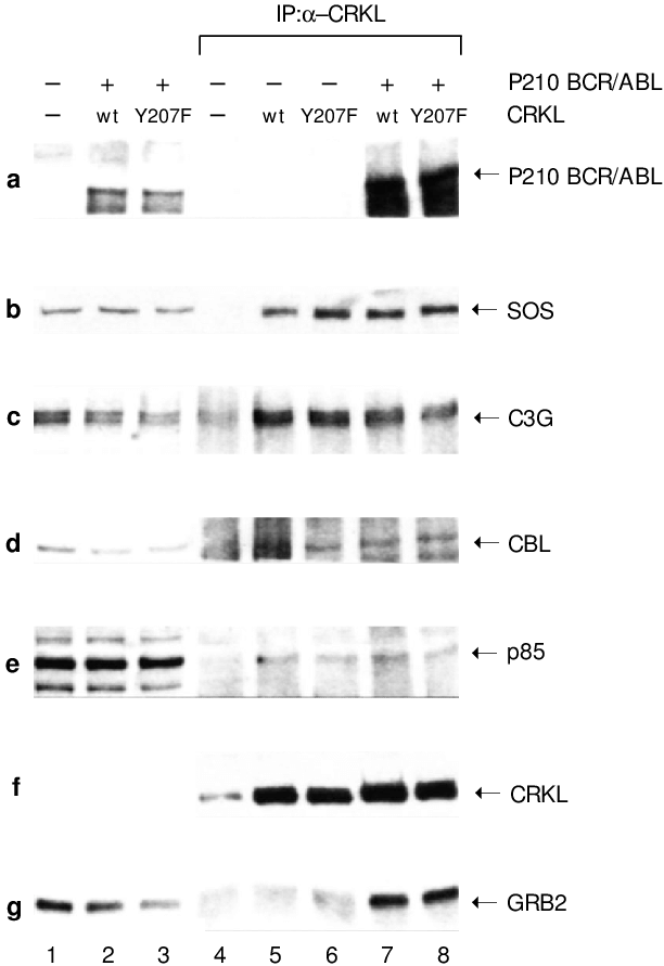 E€ect Of Y207f Mutation On Association Of Crkl With - Monochrome (612x891), Png Download
