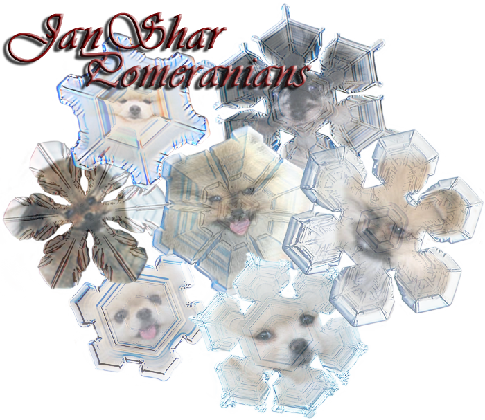 Pomeranian (700x607), Png Download