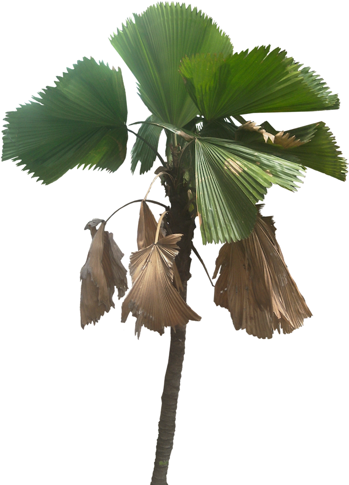 Tree Cut Out, Fan Palm, Plant Pictures, Tropical Plants - Palm Trees (696x965), Png Download
