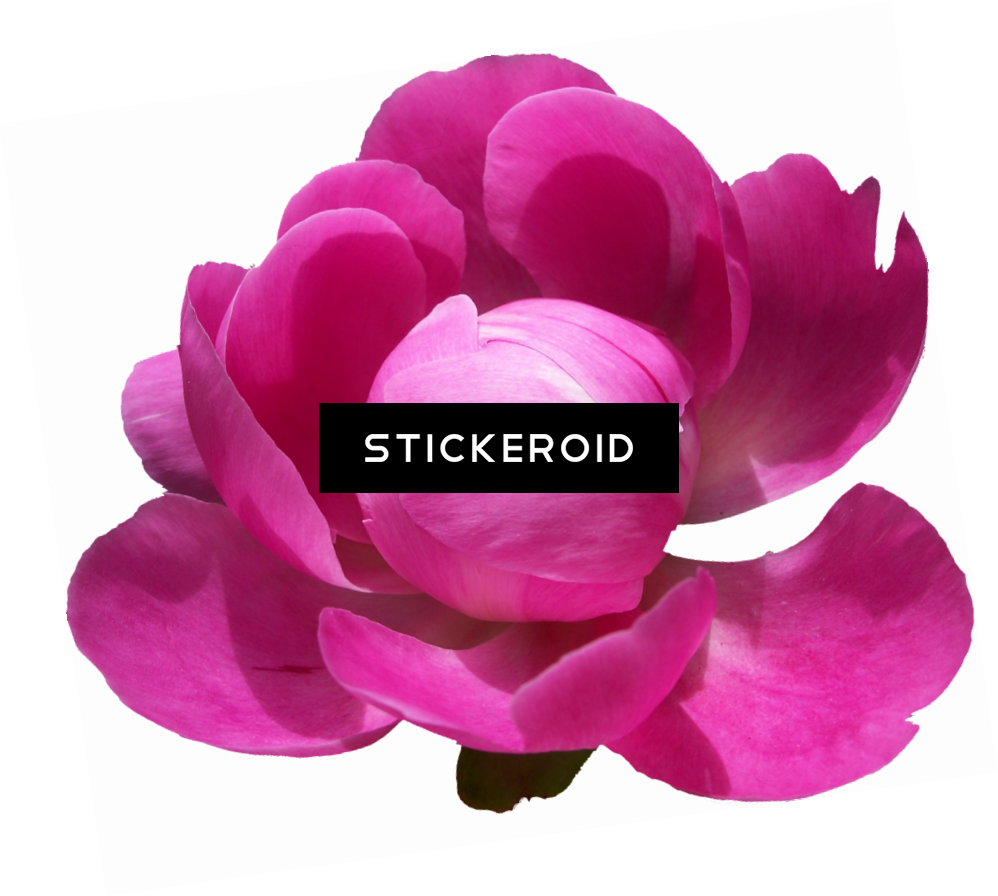 Peonies Pic Flowers Peony - Portable Network Graphics (998x896), Png Download