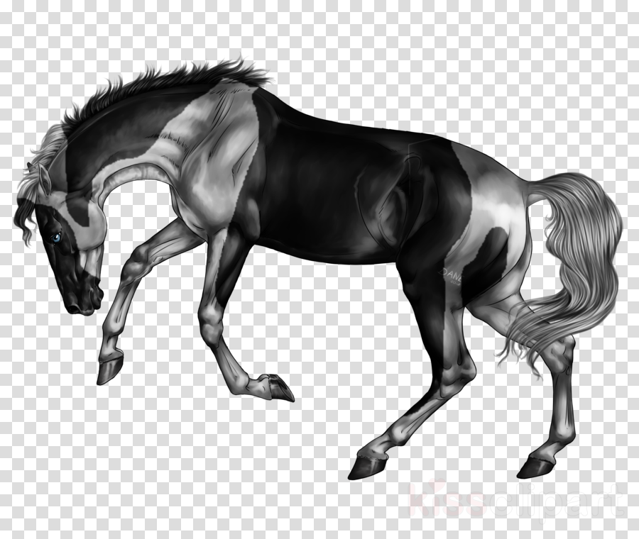 Bridle Clipart Mane Bridle Mustang - Stallion (900x760), Png Download