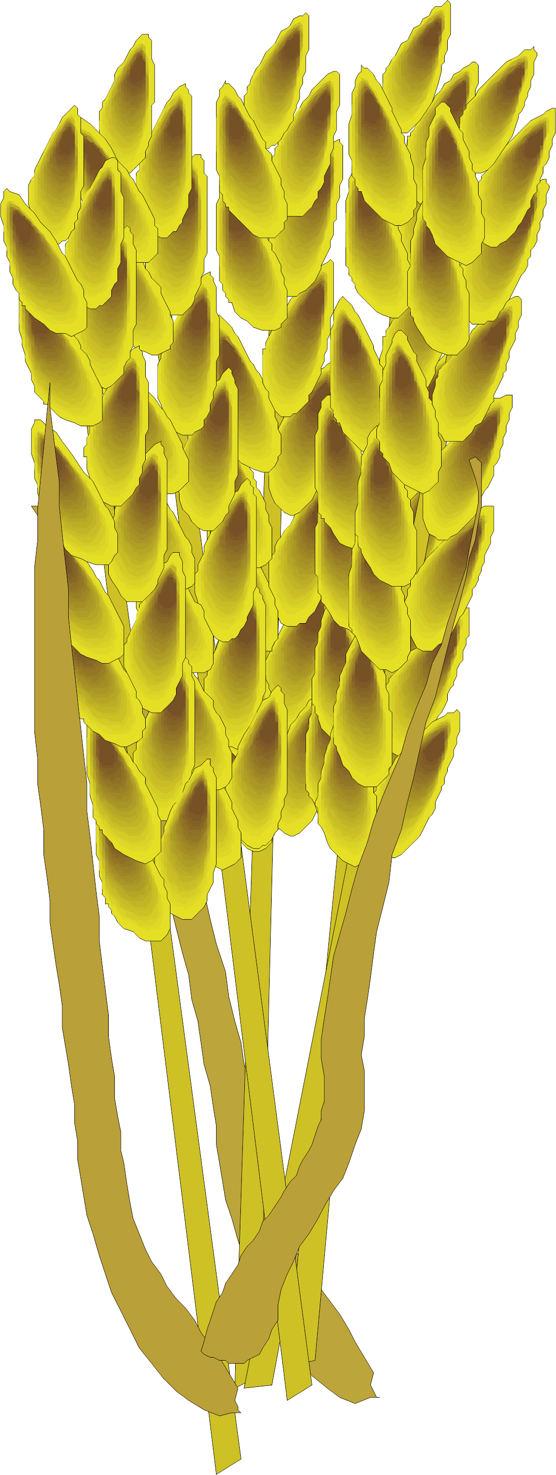 Clip Free Library Barley Vector Paddy Grain - Rice (1099x2914), Png Download