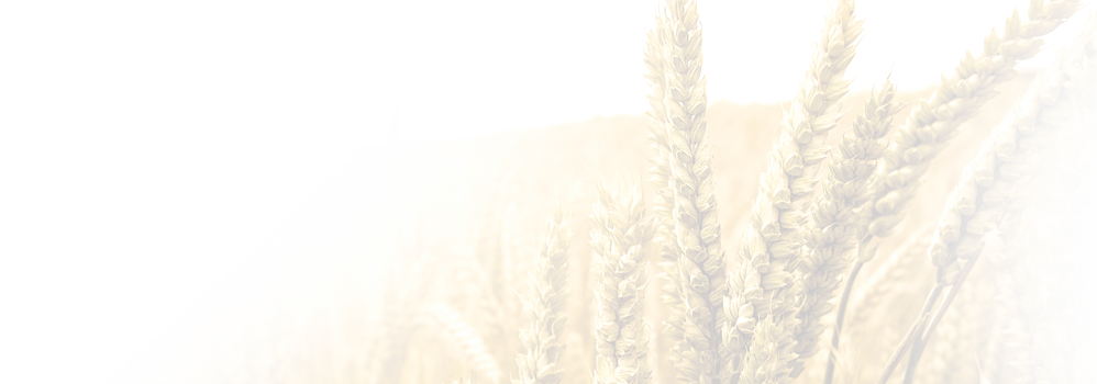 Categories - Triticale (998x350), Png Download
