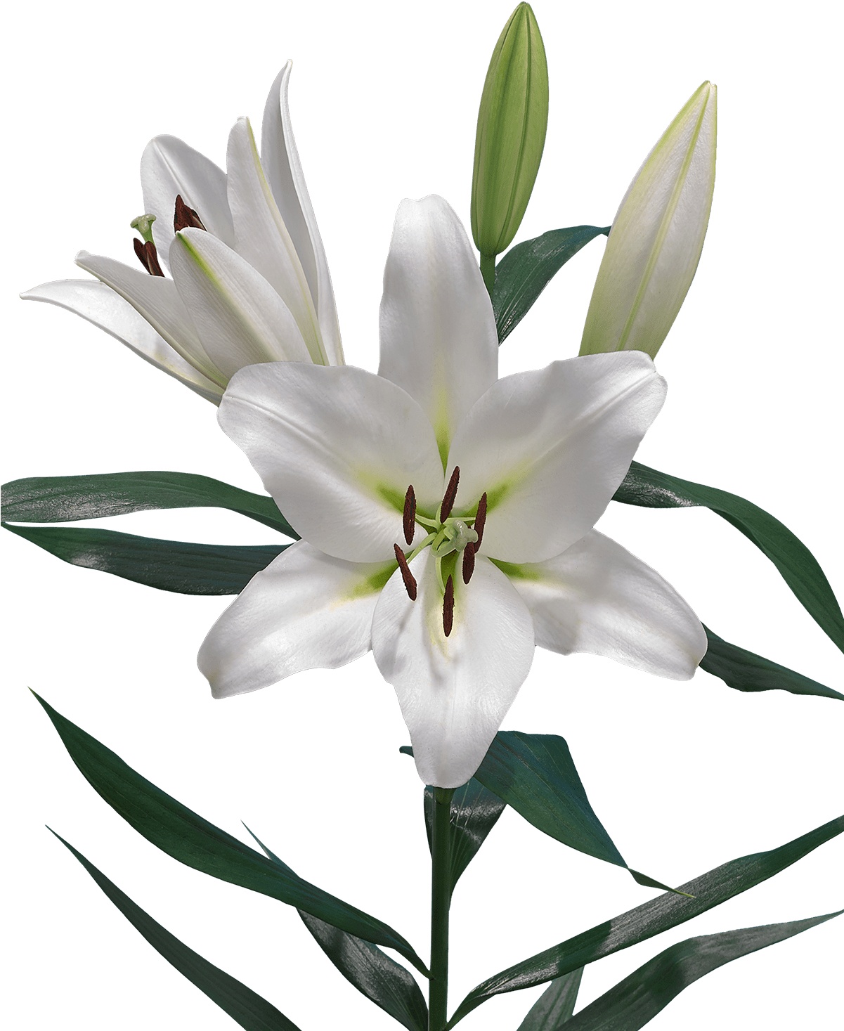 Click Here To Download Low Resolution Images - Lilium Pangea (1200x1600), Png Download